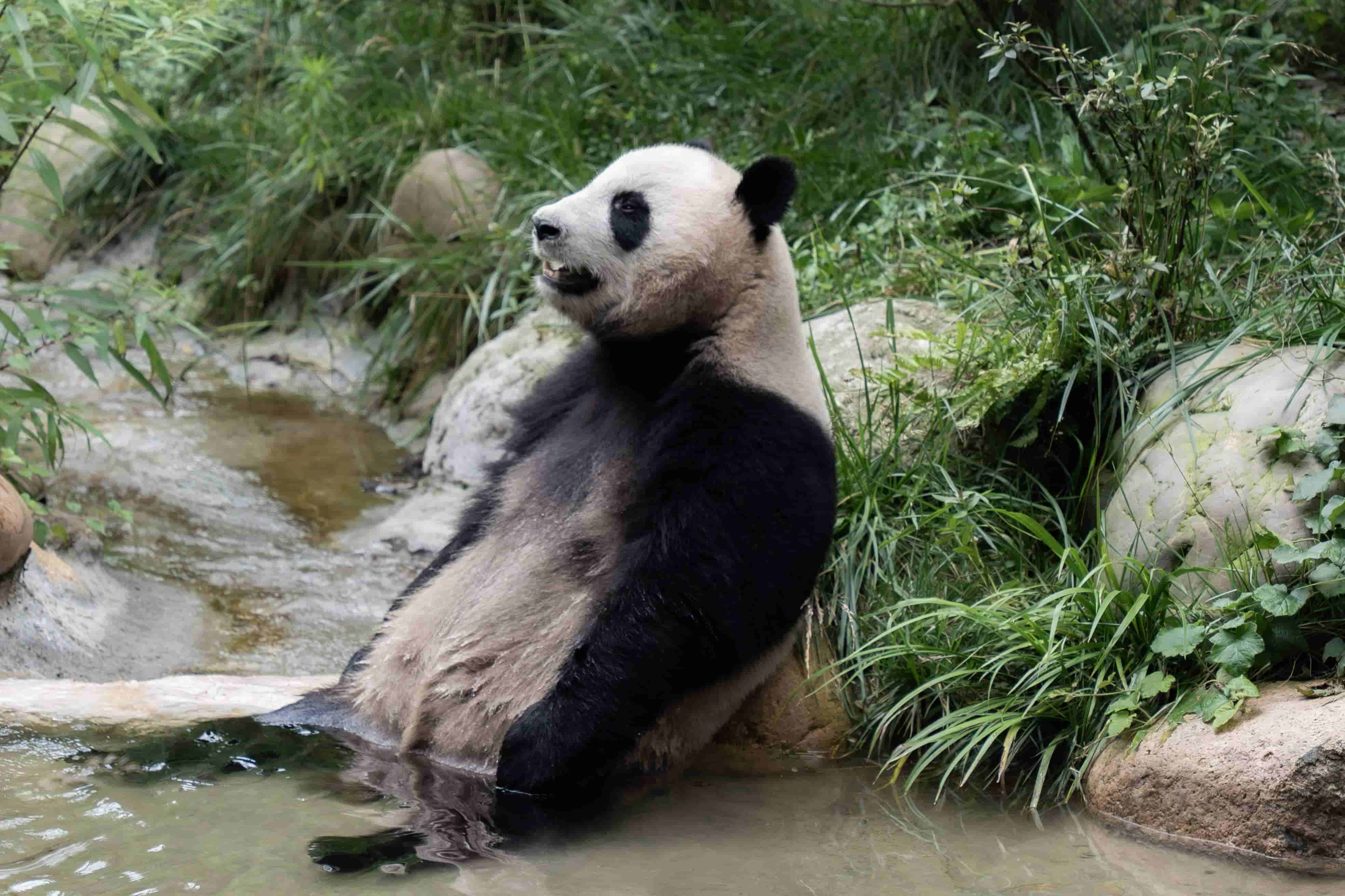 生无可恋熊猫猫